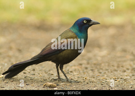 Un comune grackle sondaggi i suoi dintorni dopo lo sbarco a terra. Foto Stock