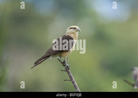 Giallo-guidato Caracara chimachima Milvago Foto Stock