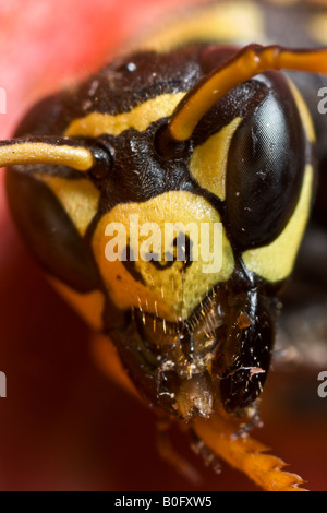 Bee, vicino fino alla testa, che mostra il dettaglio delle parti di bocca Foto Stock