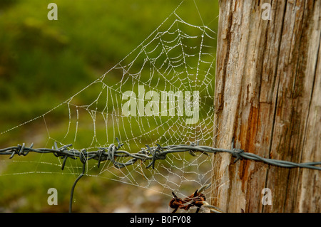 Coperti di rugiada spider web Anglesey North Wales Foto Stock