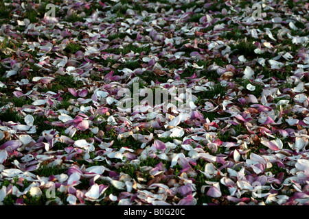 I petali di un fiore precoce albero di magnolia in terra dopo una pioggia di primavera. Foto Stock