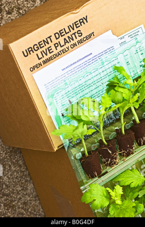 Le piante vive e i prodotti della floricoltura consegnati tramite posta fine aperto prima della piantagione Foto Stock