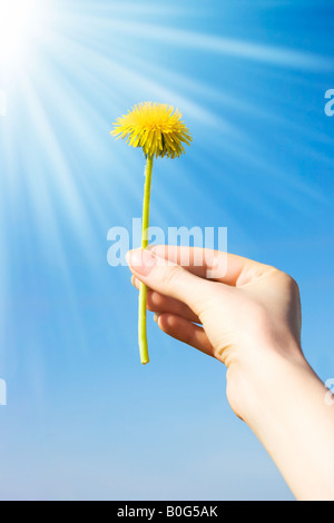 Donna con mano tarassaco sul cielo blu con sfondo di Sun Foto Stock