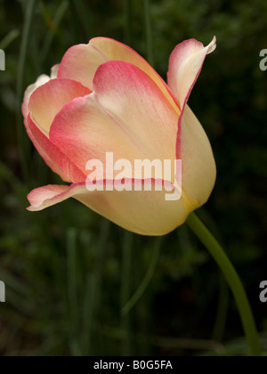 Singolo tulipano Foto Stock