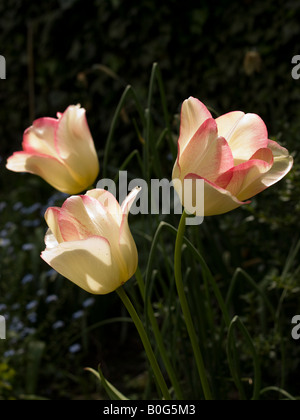 Tre singole tulipani Foto Stock