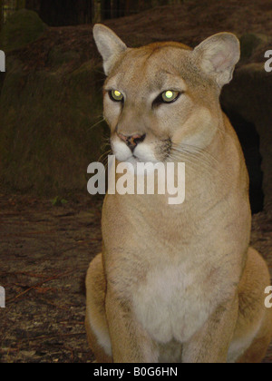 Florida panther verticale Foto Stock
