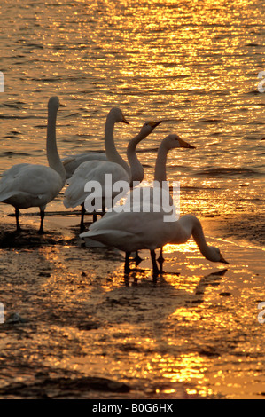 Whooper cigni Cygnus cygnus bere in inverno Rongcheng Swan riserva naturale al crepuscolo Shandong Cina Foto Stock