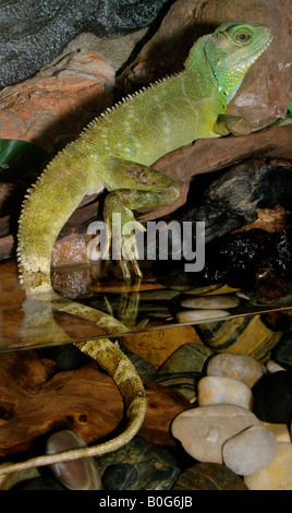 Acqua cinese dragon Physignathus cocincinus è un buon nuotatore Foto Stock