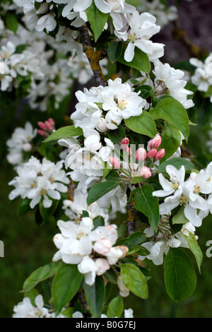 MALUS JOHN DOWNIE AGM CRAB APPLE ha boccioli rosa che si aprono al bianco crema Foto Stock
