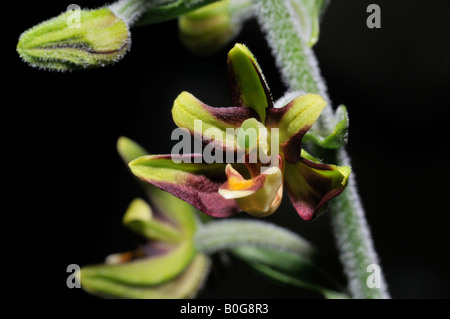 Scarsa o Eastern elleborina palustre veratrifolia bergonii Foto Stock