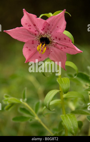 Cinese giglio alpino Nomocharis forrestii vicino Zhongdian Yunnan in Cina Foto Stock