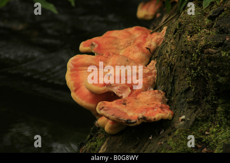 Fungo 'pollo del bosco" (Laetiporus sulfurei) che cresce su un vecchio ceppo di albero Foto Stock
