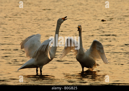 Whooper cigni Cygnus cygnus chiamando come loro corte in inverno Rongcheng Swan riserva naturale al crepuscolo Shandong Cina Foto Stock