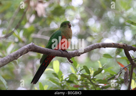 Re parrot, Alisterus scapularis, unica donna appollaiato Foto Stock