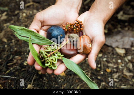 La foresta pluviale di aborigeni cibo - Daintree, Queensland, Australia Foto Stock