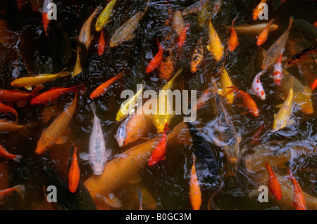Una varietà di differenti colori di carpe koi nuoto al di sotto della superficie del lago lo Zoo di Chengdu Cina Foto Stock