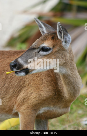 Chiave profilo di cervo Foto Stock