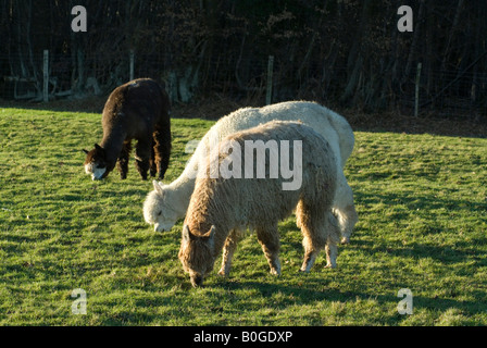 Tre alpaca maschio pascolare in un campo Vicugna pacos sul Fair Oak Farm Mayfield East Sussex Foto Stock