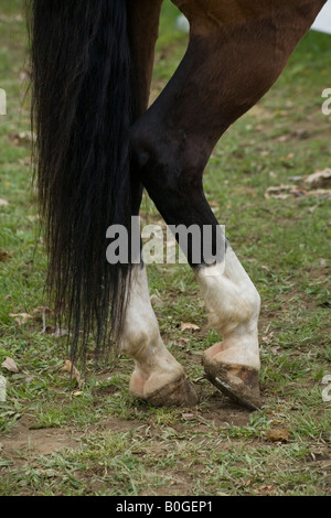 Close up foto delle gambe posteriori e le luci di coda di cavallo Foto Stock