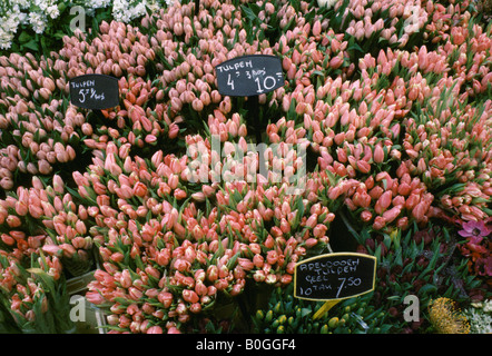 I tulipani in vendita presso Singel Mercato dei fiori di Amsterdam, Paesi Bassi. Foto Stock