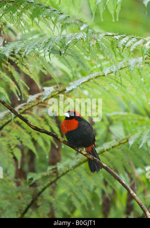 Crimson-collare (Tanager Ramphocelus sanguinolentus) pendenza dei Caraibi Costa Rica Foto Stock