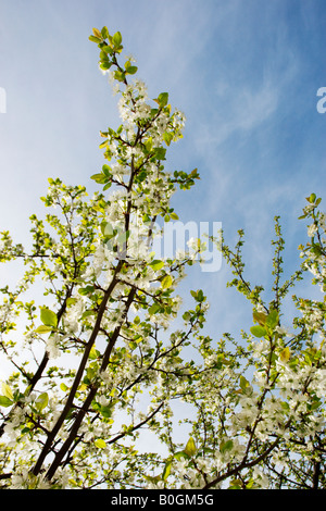 La fioritura del damson susino (Prunus domestica subsp. insititia) sulla soleggiata giornata di primavera, Vantaa, Finlandia Foto Stock