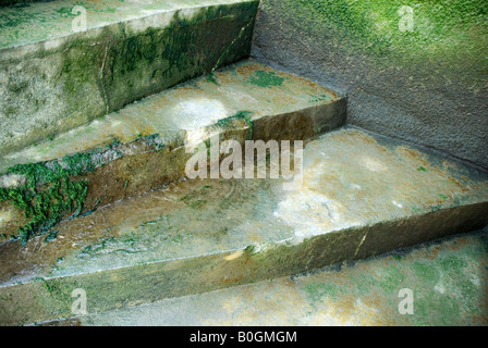 Wet ricoperti di erbaccia wet scalini che portano dal Tamigi Londra,Inghilterra Foto Stock