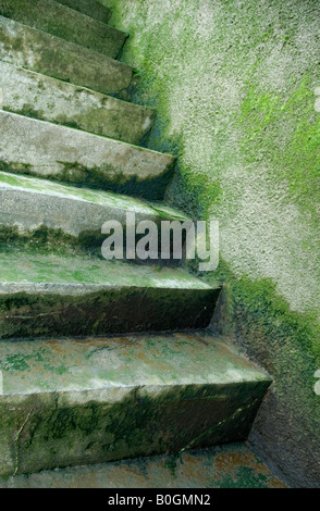 Wet ricoperti di erbaccia scalini che portano da una spiaggia sul Fiume Tamigi Londra Inghilterra,UK Foto Stock