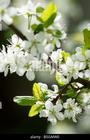 Fiore del damson prugna (prunus domestica subsp. insititia) sulla soleggiata giornata di primavera Foto Stock