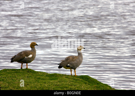 Ruddy capitanato di oche - Chloephaga rubidiceps - sulla isola di ghiaia nelle isole Falkland Foto Stock