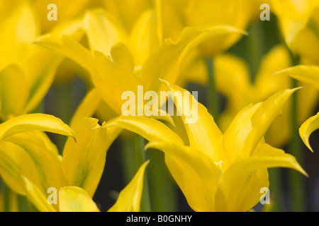 Tulipani gialli Foto Stock