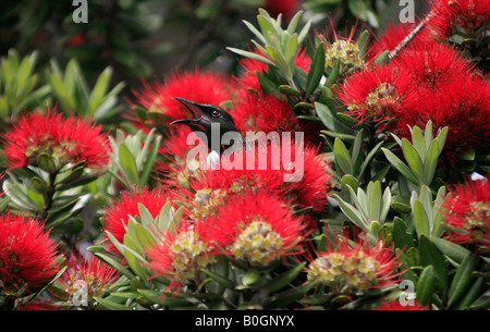 Un Tui canta in un fiorire pohutukawa tree sul Sugarloaf Medlands spiaggia grande isola barriera Foto Stock