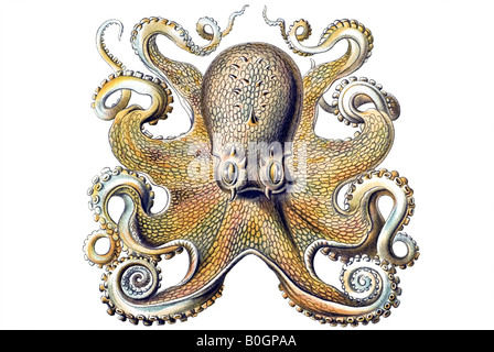 Gamochonia, nome Octopus vulgaris, art nouveau, xx secolo, in Europa Foto Stock
