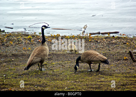 Canada Goose gander e goslings al Lago Harrison Foto Stock