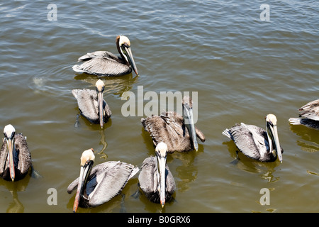 Gruppo di pellicani galleggiante nella calma acqua marrone in attesa per un pasto a Mayport, Florida Foto Stock