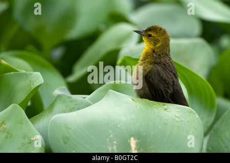 Giallo-incappucciati Blackbird Agelaius icterocephalus Foto Stock