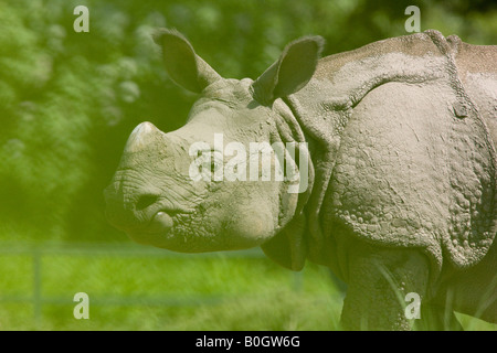 Maschio di rinoceronte indiano o grande one-cornuto Rhino - Rhinoceros unicornis Foto Stock