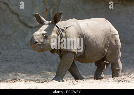 Giovani il rinoceronte indiano o grande one-cornuto Rhino - Rhinoceros unicornis Foto Stock