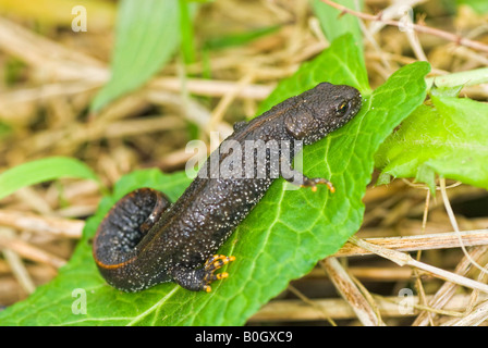 Grande tritone crestato Tritarus cristatus Foto Stock