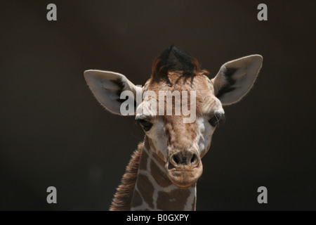 Carino piccolo giraffe Foto Stock