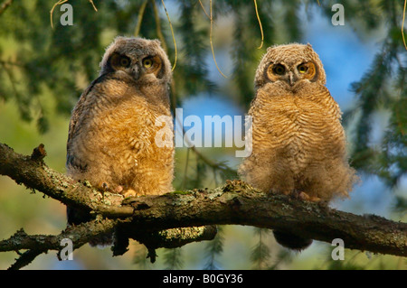 Grande cornuto owlets appollaiato sul ramo vicino a nido Victoria British Columbia Canada Foto Stock