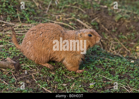 Nero-tailed Prairie marmotta (Cynomys ludovicianus) Foto Stock