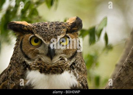 Grande Gufo cornuto sono meravigliosi i cacciatori. Foto Stock