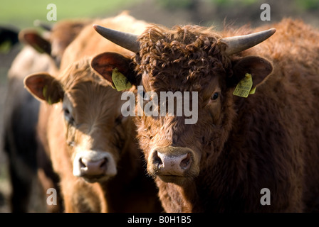 La cotenna Freistaetter organici di bovini da carne, in una fattoria Freistatt, Bassa Sassonia, Germania. Foto Stock