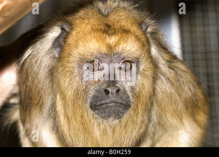 Nero scimmia urlatrice Alouatta caraya Foto Stock