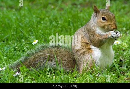 Scoiattolo grigio di mangiare un dado Foto Stock