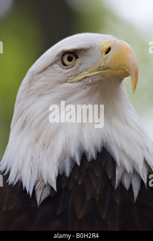 Grande Gufo cornuto sono meravigliosi i cacciatori. Foto Stock