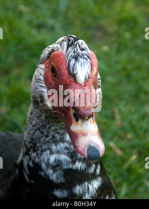 In prossimità della faccia rossa di un bianco e nero anatra muta, Cairina moschata Foto Stock