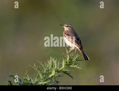 Il Tawny pipit Anthus campestris primavera Spagna Foto Stock
