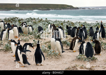 Gentoo colonia di pinguini - Pygoscelis papua - al punto di volontariato in Oriente nelle Falkland Isole Falkland Foto Stock